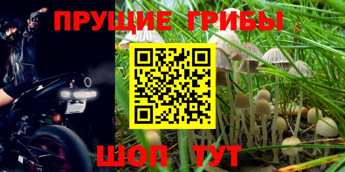 Псилоцибиновые грибы GOLDEN TEACHER Кимры